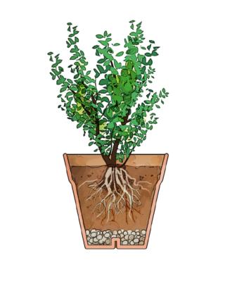 pianta rinvasata pianta rinvasata