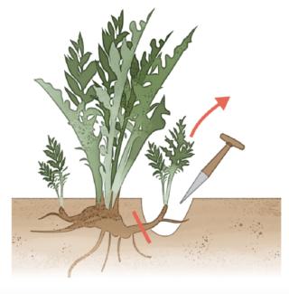 scarducciare scarducciare