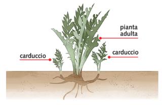 scarducciatura scarducciatura
