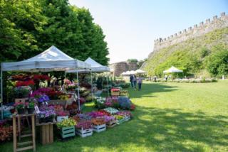 Fiori nella Rocca Lonato del Garda Fiori nella Rocca Lonato del Garda