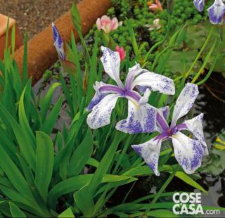 Iris laevigata varietà "Mottled-Beauty".