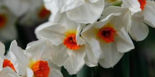 Narcissus-Craigford