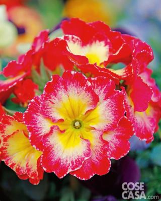 Primula-serie-stilus Primula-serie-stilus