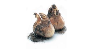 bulbo narciso bulbo narciso