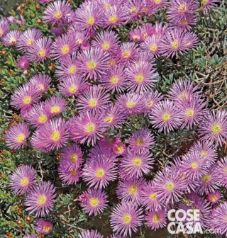 delosperma