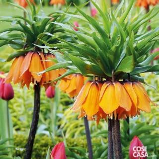 Fritillaria imperialis