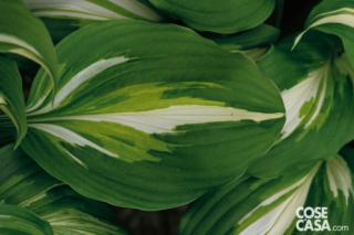 Hosta ‘Francee’