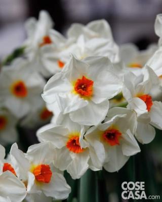 Il fiore di narciso non è solo elegante e bello da vedere: emana anche un gradevolissimo profumo. Il fiore di narciso non è solo elegante e bello da vedere: emana anche un gradevolissimo profumo.