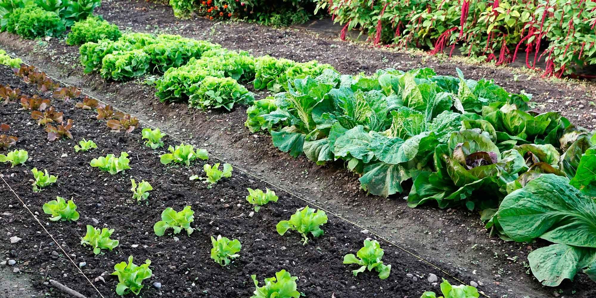 Preparare la terra nell'orto e nelle vasche in terrazzo - Cifo