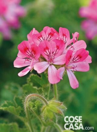 Pelargonium ‘Pink Capricorn’