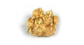 rizoma calla rizoma calla