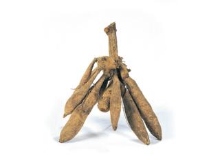 tubero dalia tubero dalia