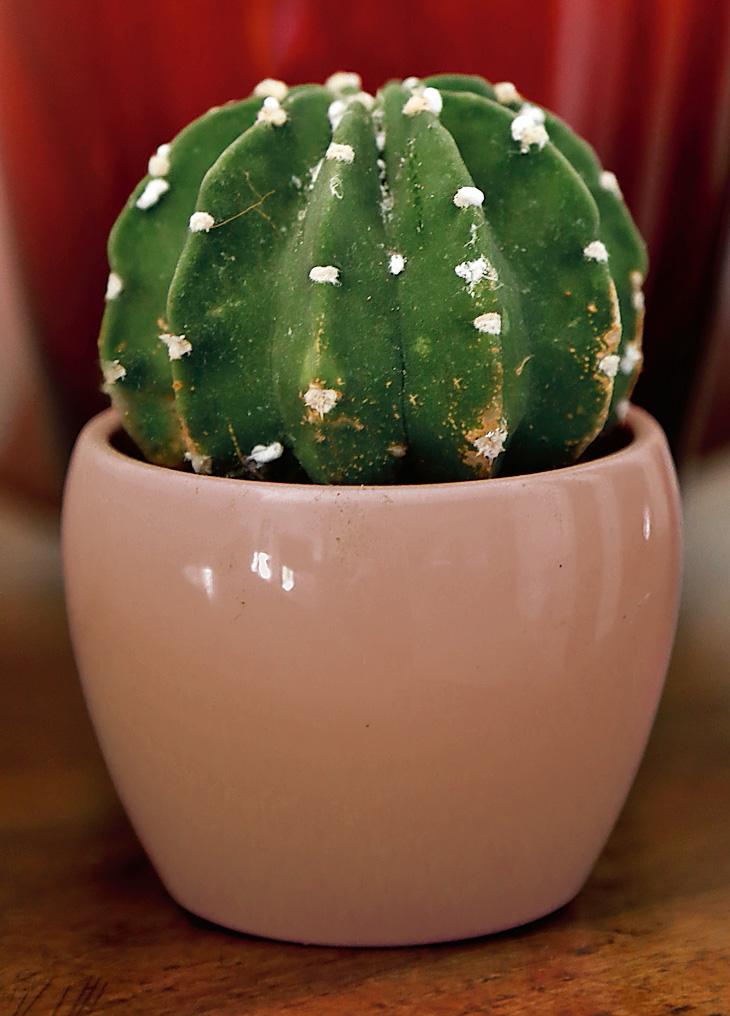 Cactus in ceramica appendibile -Ordina online su