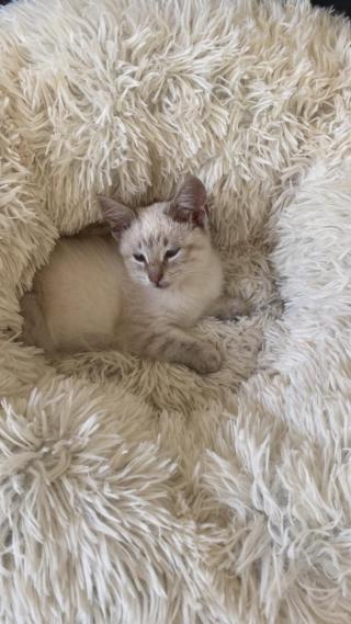gatto cucciolo tipo siamese gatto cucciolo tipo siamese