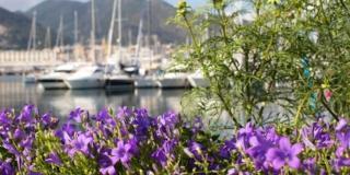 Gli appuntamenti verdi di maggio