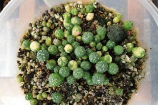 I piccoli cactus Astrophytum  germogliano in soli 4 giorni I piccoli cactus Astrophytum  germogliano in soli 4 giorni