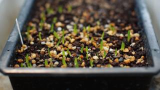 Germogli di Aloe vera che spuntano dal terriccio nel vaso Germogli di Aloe vera che spuntano dal terriccio nel vaso