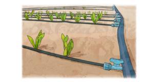 irrigazione-orto-insalata irrigazione-orto-insalata