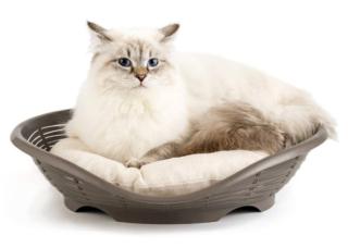 cat bed plastic material breathable quilted pillow pasha bama cat bed plastic material breathable quilted pillow pasha bama