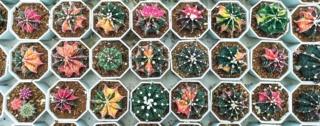 mini-succulente mini-succulente