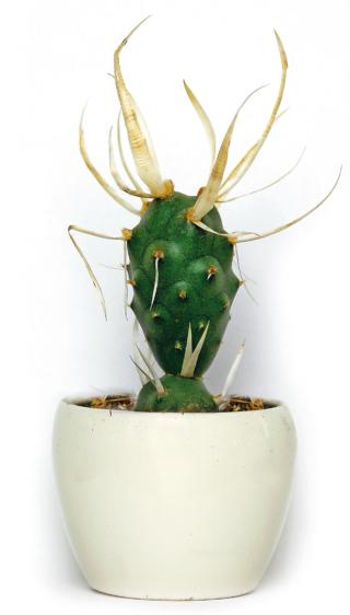 Opuntia diademata Opuntia diademata