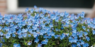 Lobelia