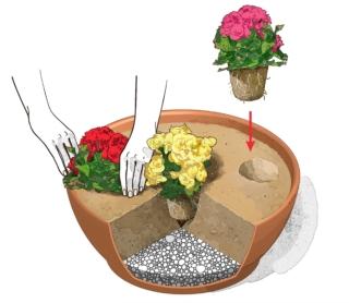 trapiantare begonia trapiantare begonia