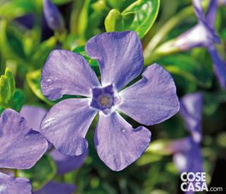 vinca minor Ralph Shugert vinca minor Ralph Shugert