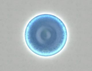 Annalisa Iacopetti, The New Paradigma