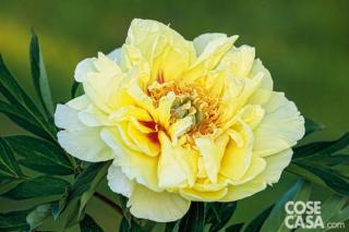 Peonia varietà Itoh Bartzella.