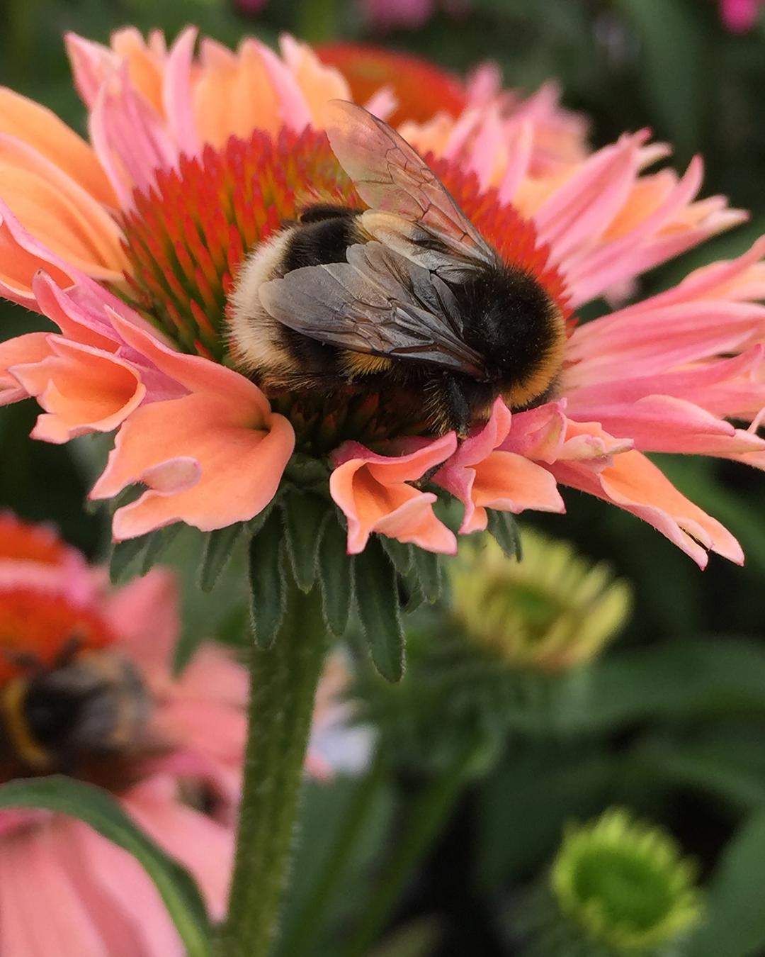 Il bombo è un ottimo impollinatore Il bombo è un ottimo impollinatore