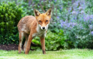 cucciolo-di-volpe-in-giardino cucciolo-di-volpe-in-giardino