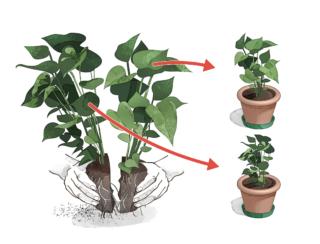 divisione in cespi divisione in cespi