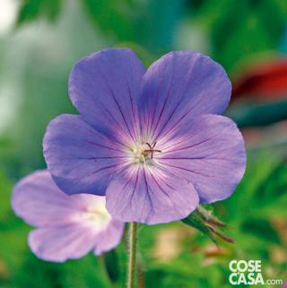 geranium-eureka-blue