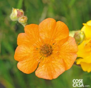 Geum varietà "Lady Stratheden".