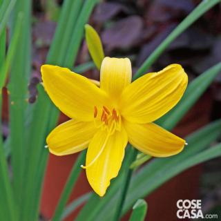 La bellissima fioritura dell'emerocallide è tipicamente estiva.