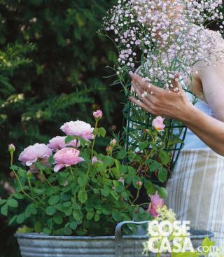 inserire-gypsophila inserire-gypsophila