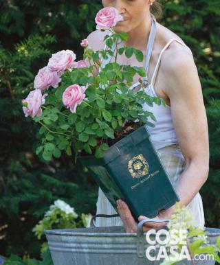 inserire rosa inserire rosa