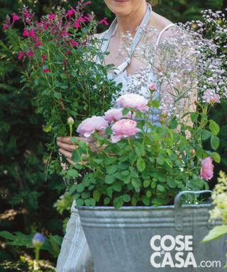 inserire salvia inserire salvia