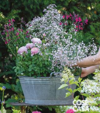 inserire seconda gypsophila inserire seconda gypsophila