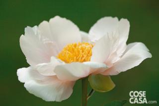 Peonia varietà Claire de Lune.