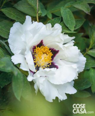 Peonia rockii, dai bellissimi colori bianco e porpora.
