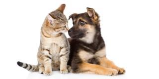 Pulci, zecche & co: proteggere cane e gatto