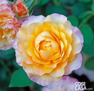 La rosa fiorisce in periodi diversi dell'anno a seconda della varietà, ma in genere la fioritura è primaverile.