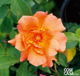 Per creare una profumatissima aiuola in giardino, si possono abbinare alla rosa piante di lavanda, salvia e aster.