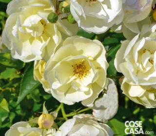 Rosa rampicante "Lucietta".