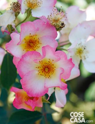 La rosa "Maria Cristina".