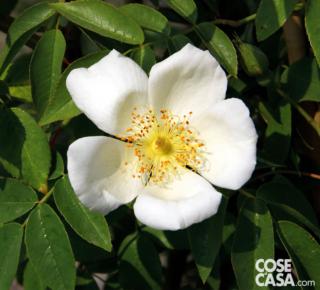 Rosa Montecito, a fiore semplice e con un profumo leggerissimo.