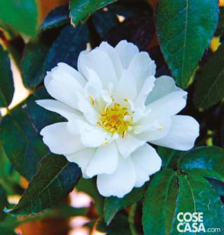 La rosa non è solo un meraviglioso fiore reciso: i petali di alcune varietà sono anche commestibili.