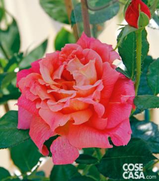 In foto, la rosa italiana "Signora Piero Puricelli".